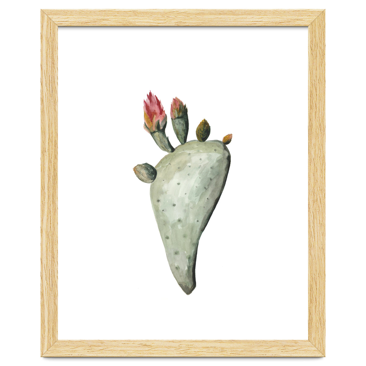 Botanical Illustration Cactus Flowers