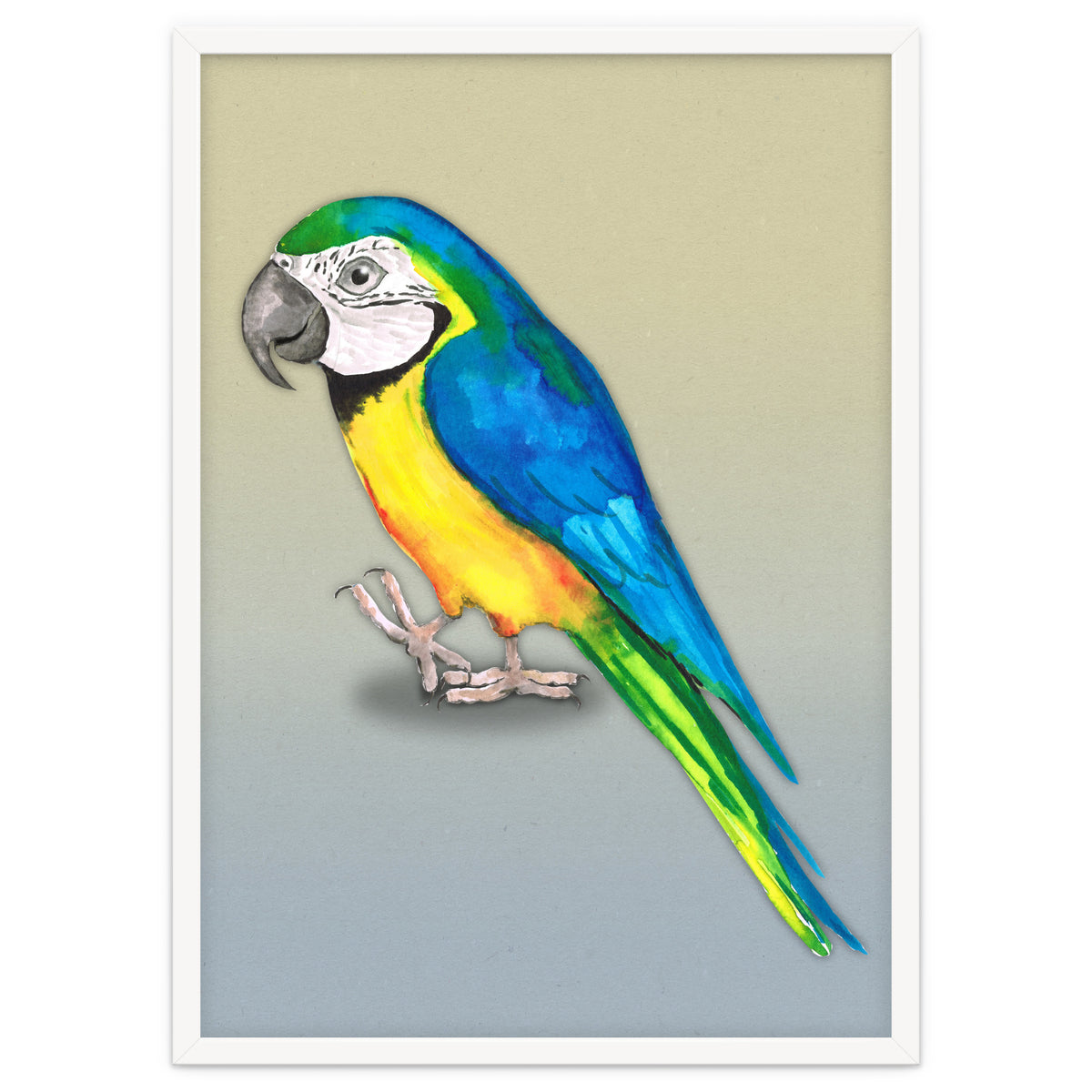 Blue and yellow macaw