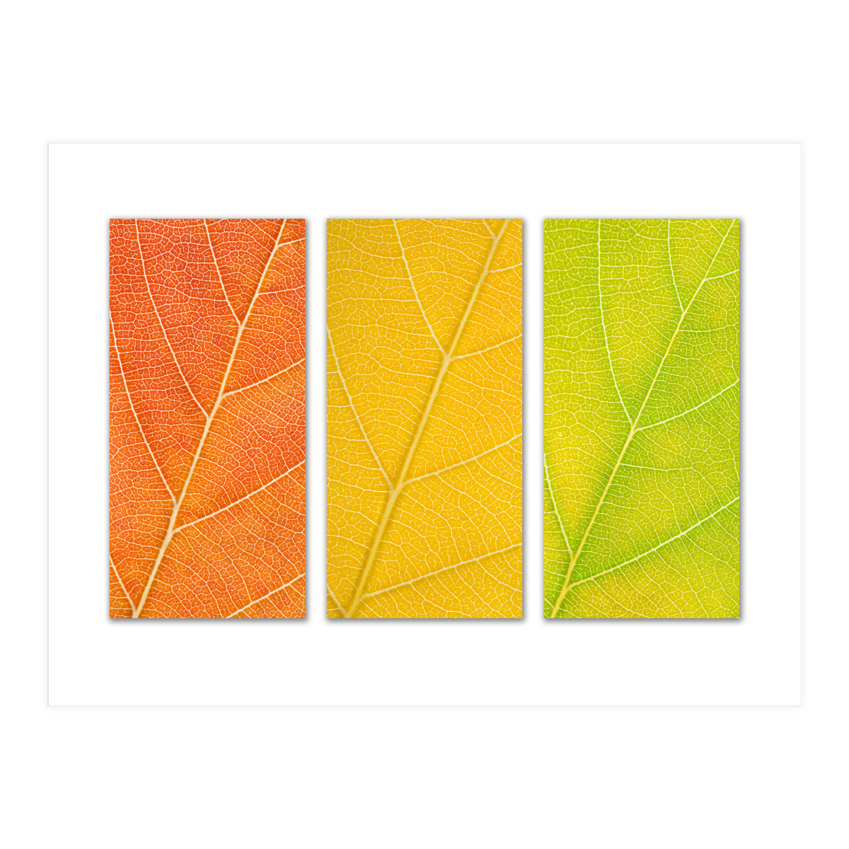 Autumn Leaves (Print Only)