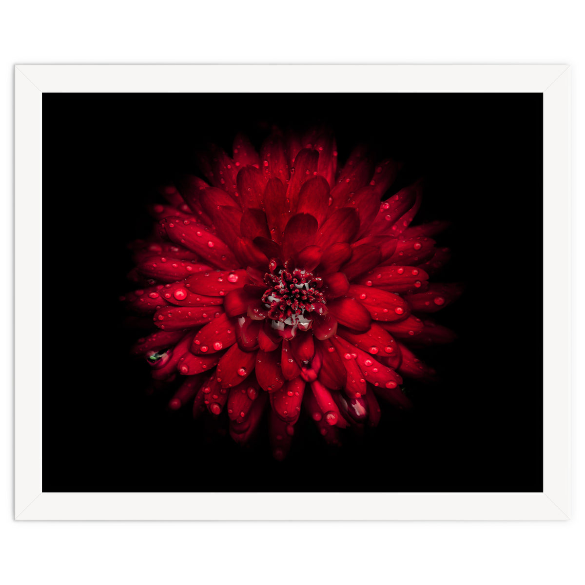 Backyard Flowers 45 Color Version