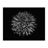 Backyard Flowers In Black And White No 45 (Print Only) thumbnail