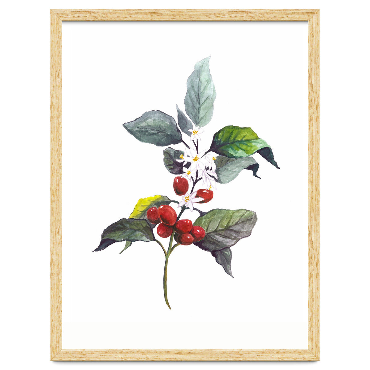 1 Botanical Illustration Kaffee Pflanze