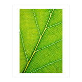 Autumn Leaf (Print Only) thumbnail