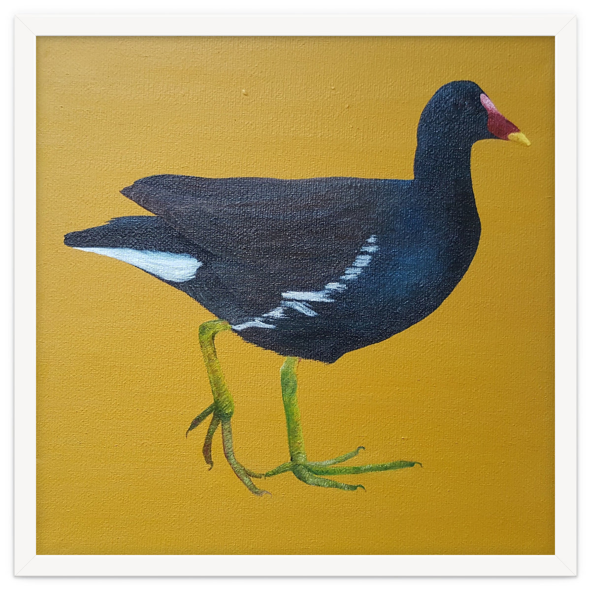 Moorhen
