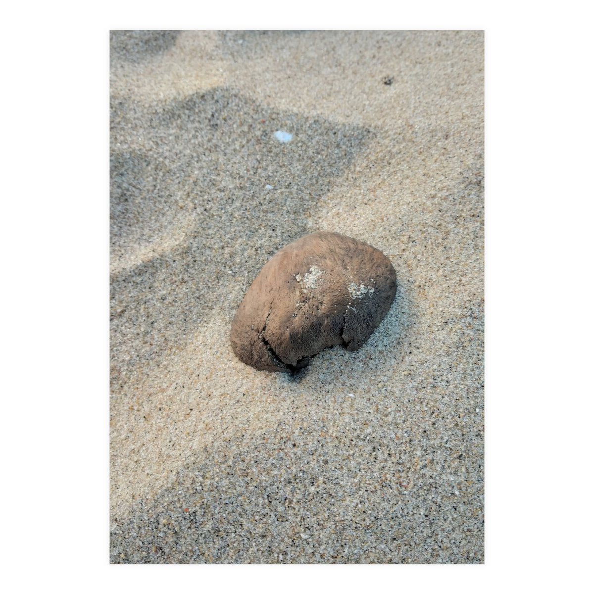 Coastal Shell (Print Only)