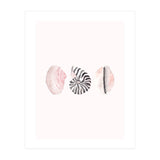 Seashells (Print Only) thumbnail