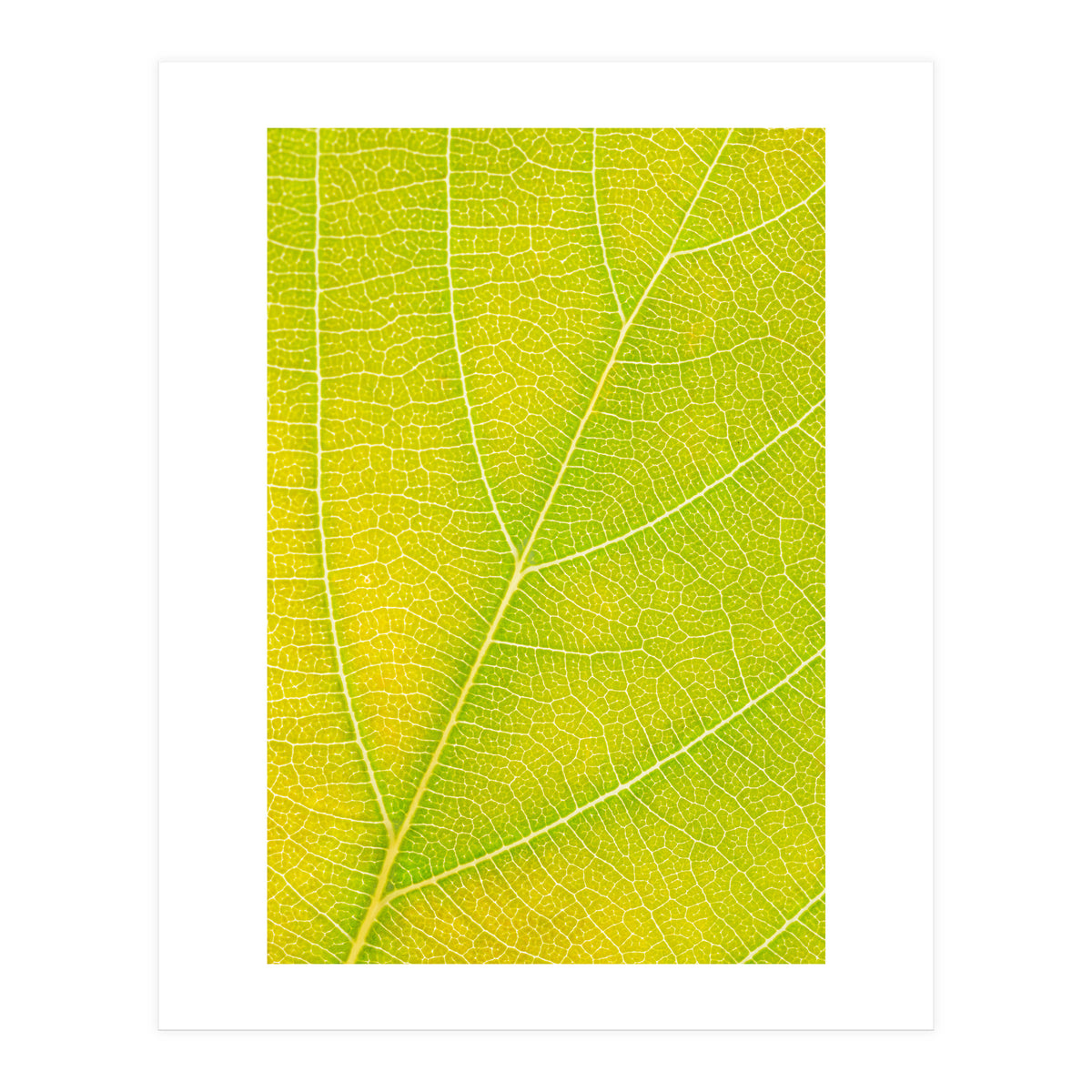 Autumn Leaf (Print Only)
