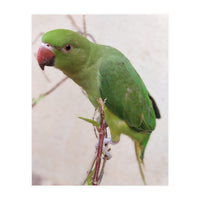 Lovely Indian Cute Parrot (Print Only)