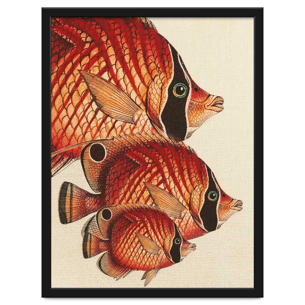 Fish Classic Designs 2