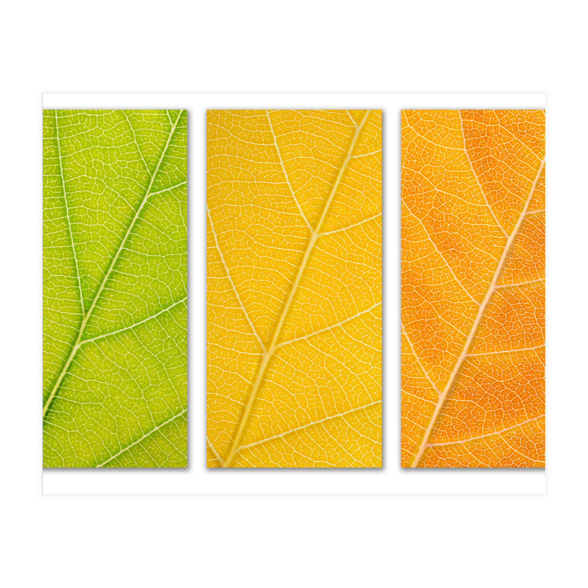 Autumn Leaves (Print Only)