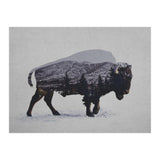 The American Bison (Print Only) thumbnail