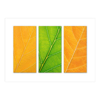 Autumn Leaves (Print Only)