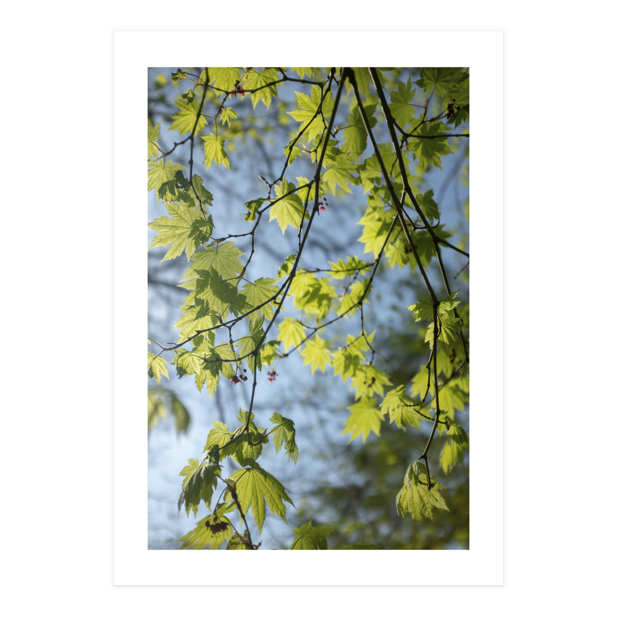 Wellbeing (Print Only)