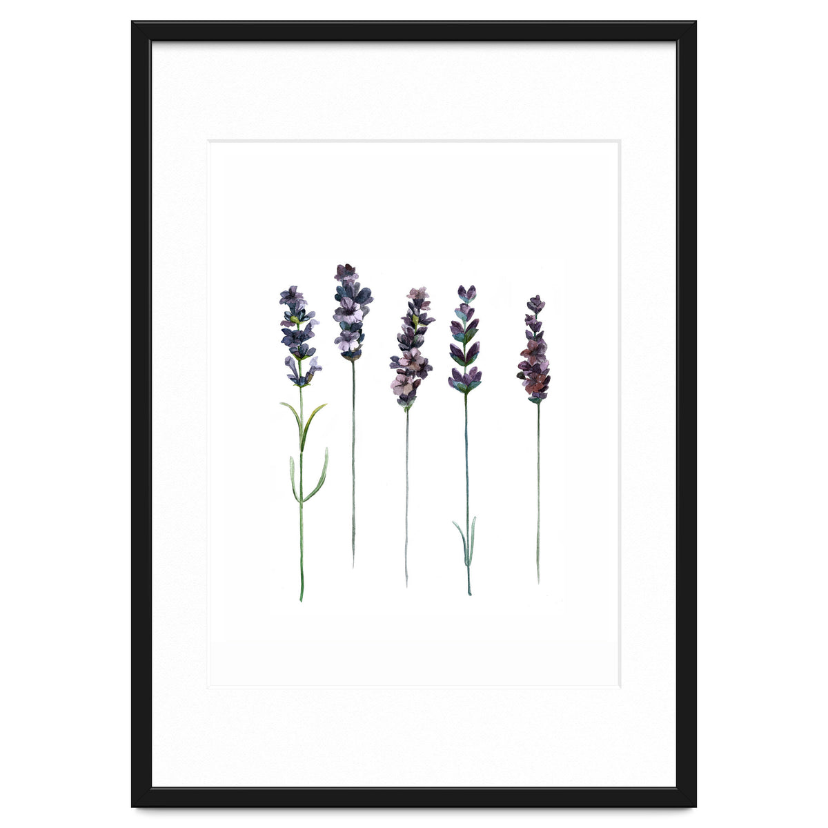 Botanical Illustration Lavender