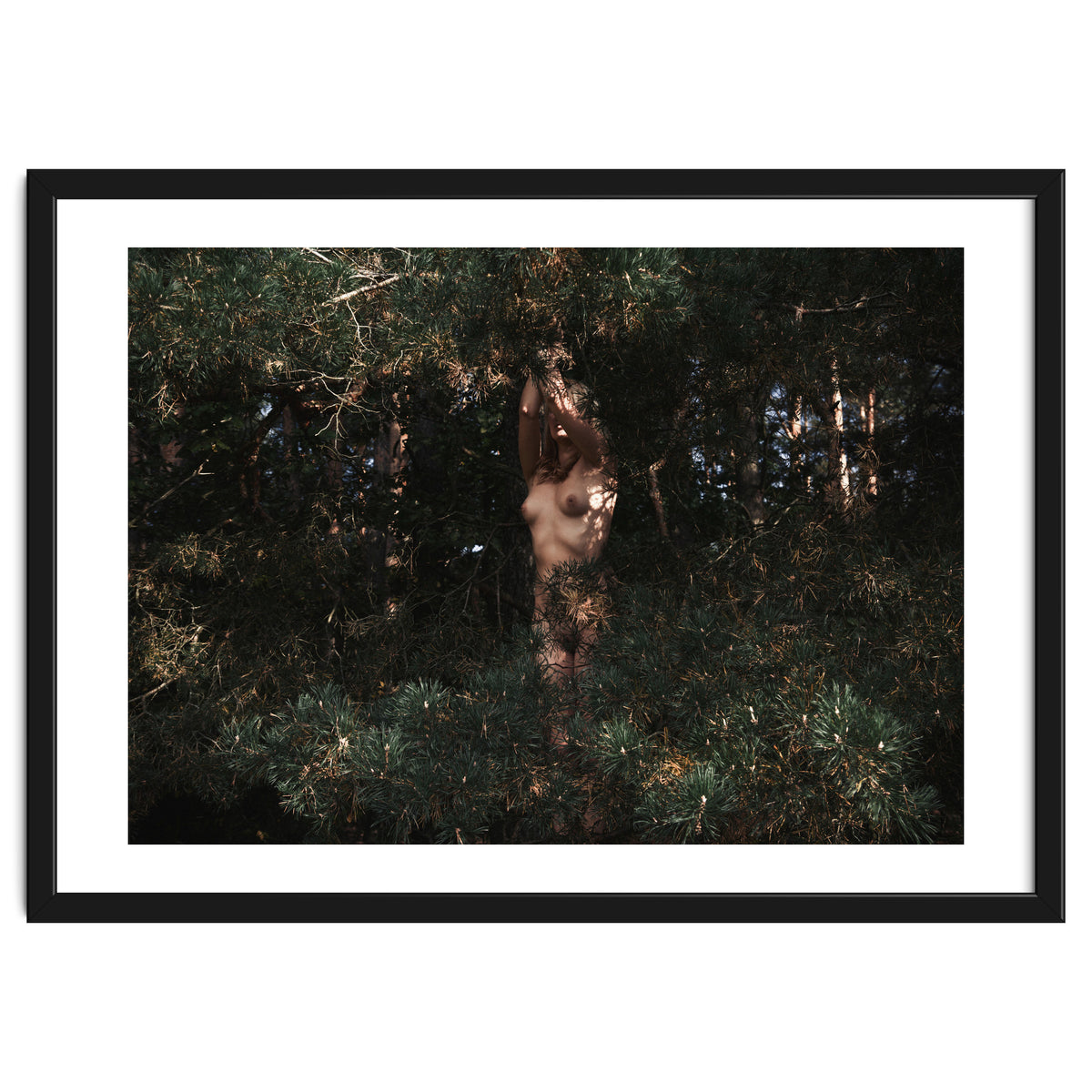 The Eyes of the Forest