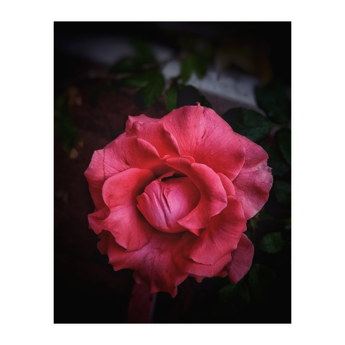 Red-Orange Rose (Print Only)