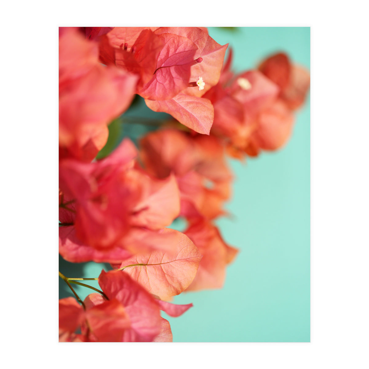 Bright Star #1  (Print Only)