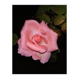 Pink Rose Floral (Print Only) thumbnail