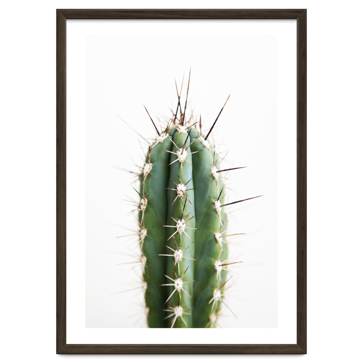 Cacti