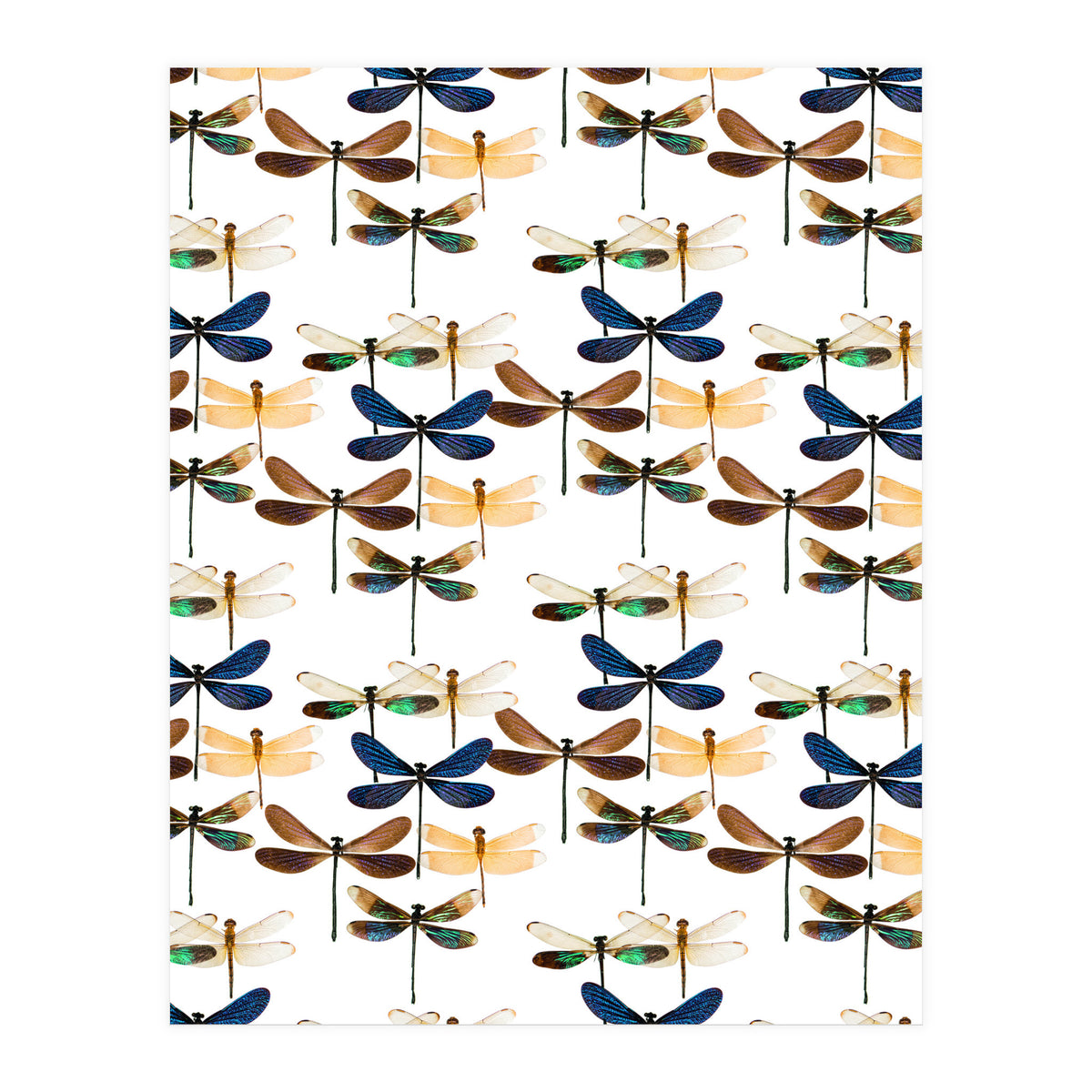 Cc Mle 10213 (Print Only)