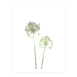 Olive Green Dandelion (Print Only) thumbnail
