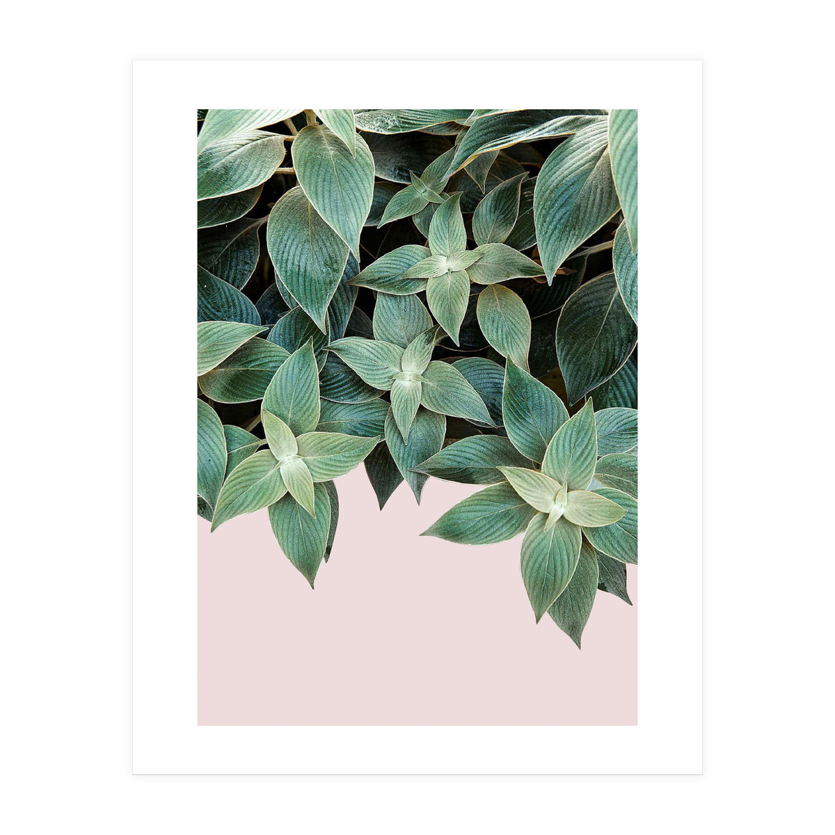 pianta pink (Print Only)