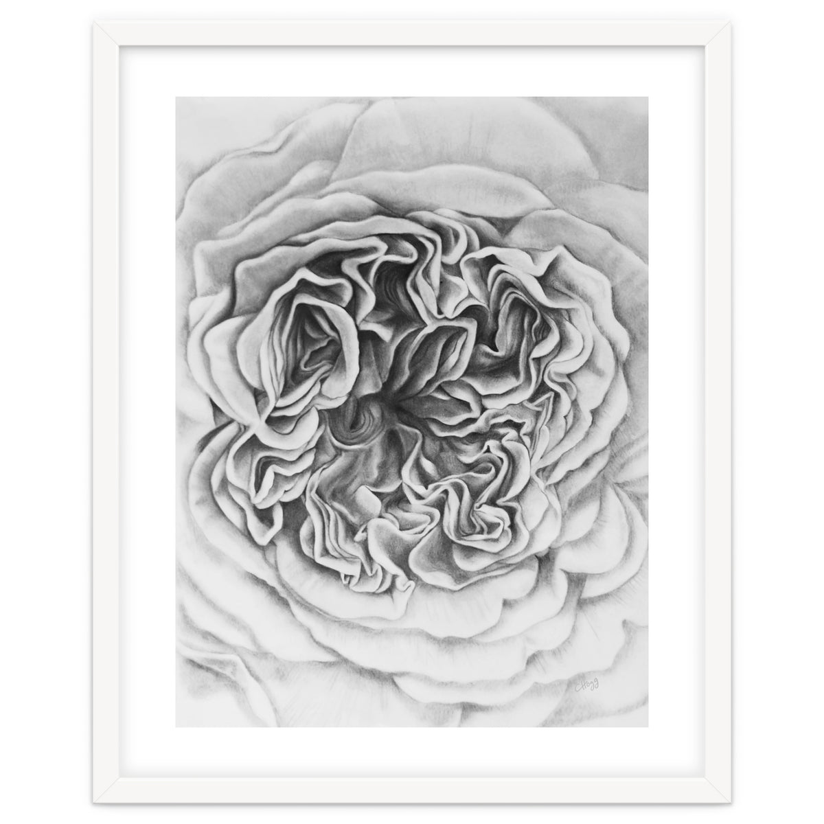 A Rose in Monochrome