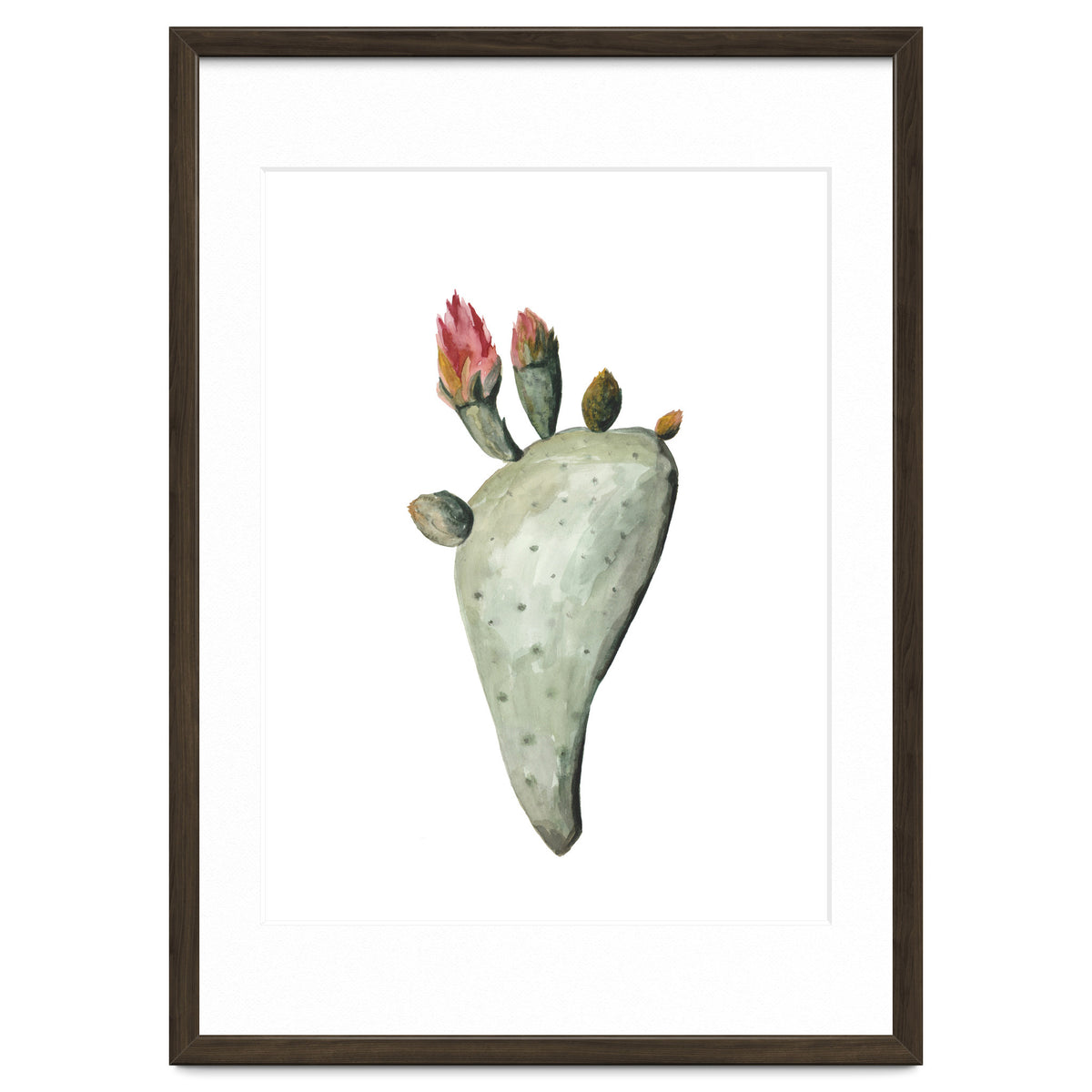 Botanical Illustration Cactus Flowers