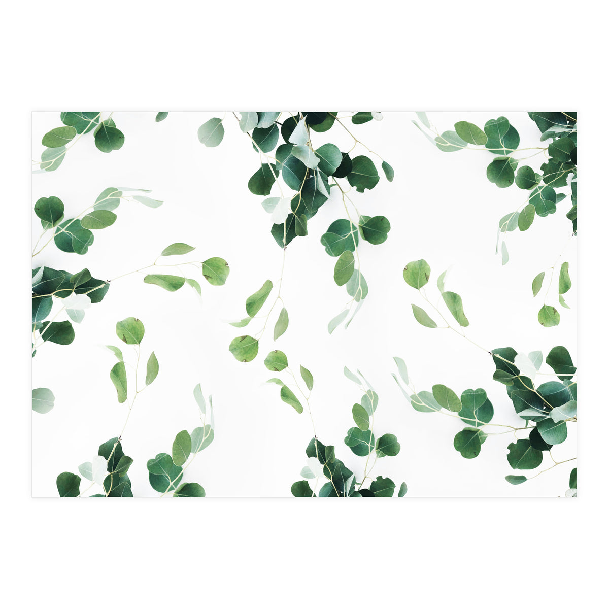 Botanical Celebration  (Print Only)