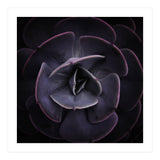 DARKSIDE OF SUCCULENTS VIII (Print Only) thumbnail