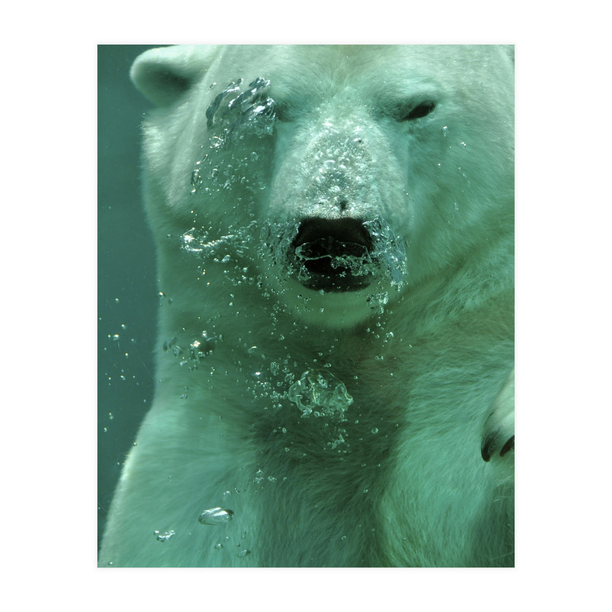 Polar Bear Under Water (Print Only)