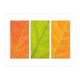Autumn Leaves (Print Only) thumbnail