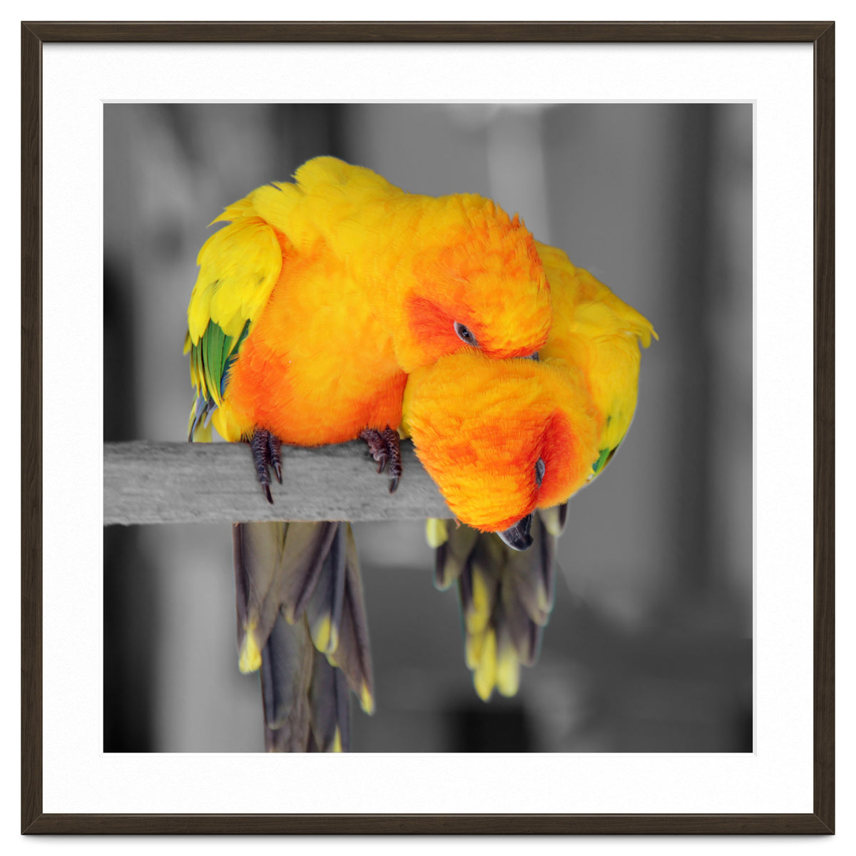 Two sun conures