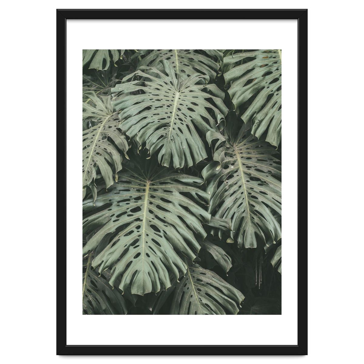 MONSTERA LEAVES