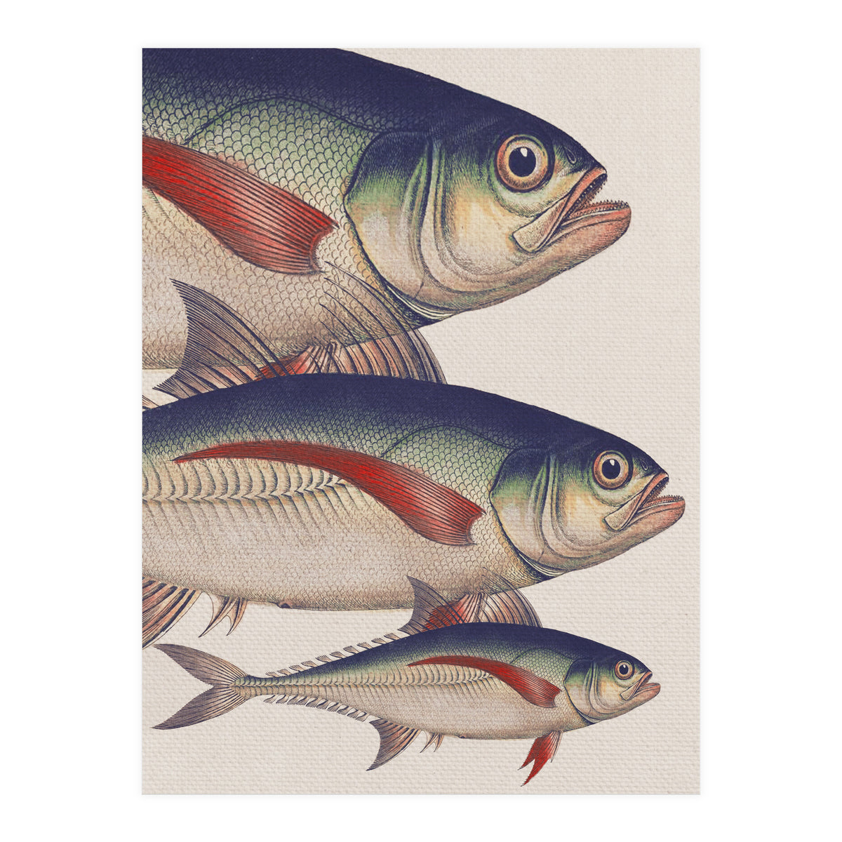 Fish Classic Designs 5 (Print Only)