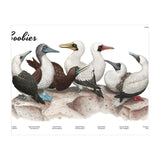 Boobies (Print Only) thumbnail