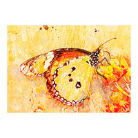 Butterfly On Aclepias (Print Only)