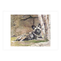 Afican Painted Dog IV - Imara (Print Only)