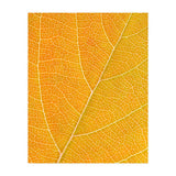 Autumn Leaf (Print Only) thumbnail