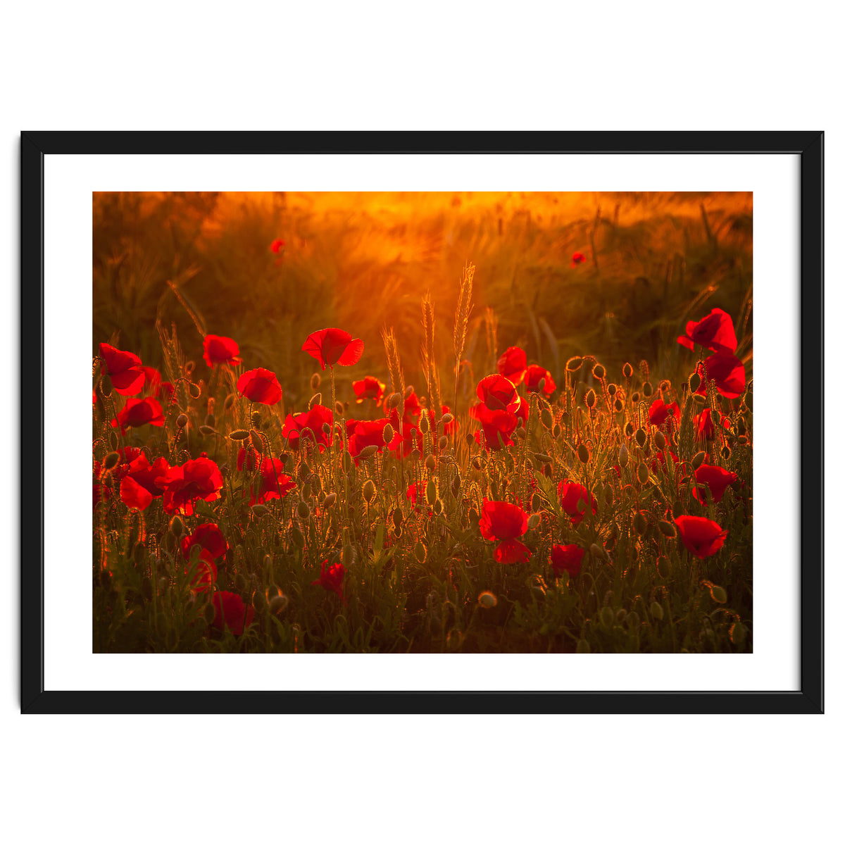 Poppies At Summer (1)