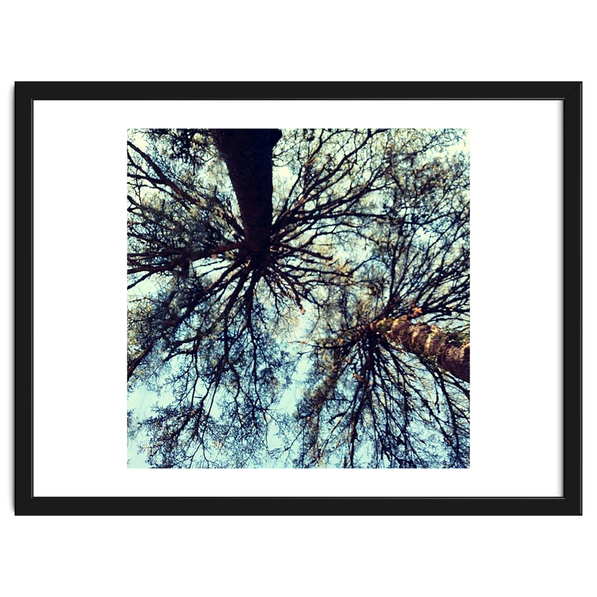 Ataraxia - Tree Series 3