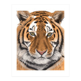 Tiger (Print Only) thumbnail