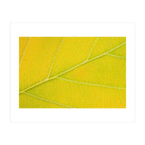 Autumn Leaf (Print Only) thumbnail
