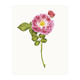 Cc Roses 05 (Print Only) thumbnail