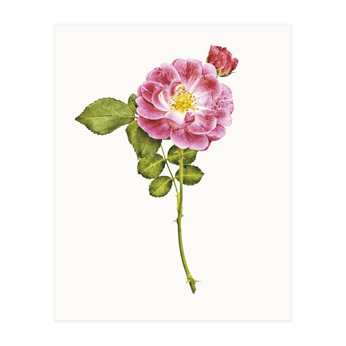 Cc Roses 05 (Print Only)