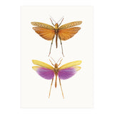 Cc Insects 01 (Print Only) thumbnail