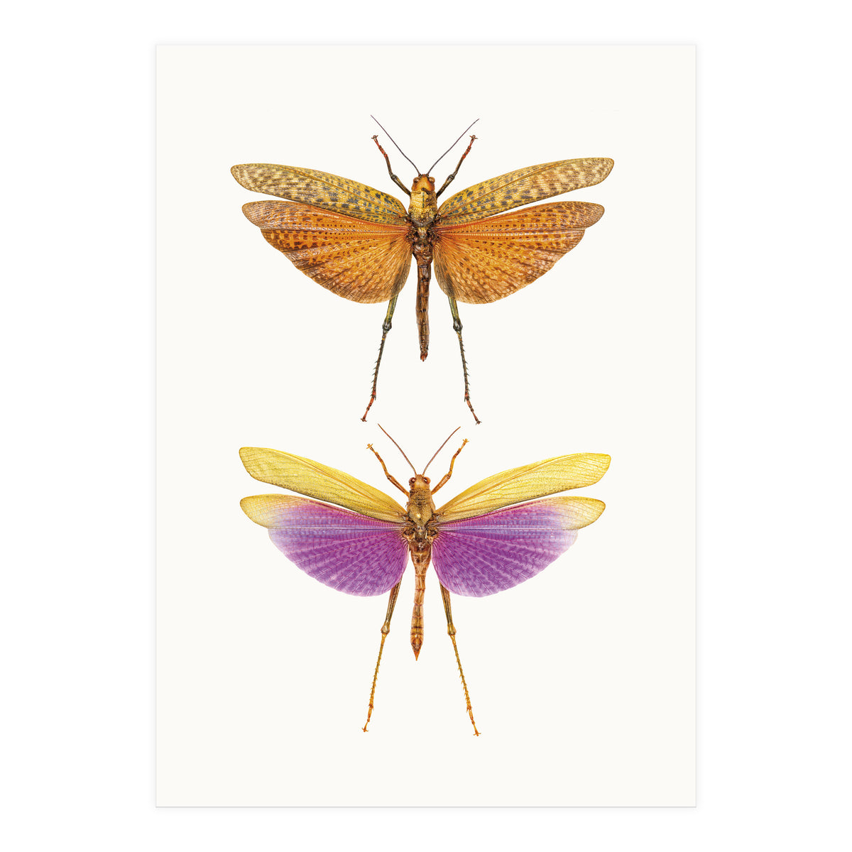 Cc Insects 01 (Print Only)