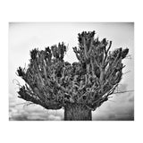 Cut down tree top (Print Only) thumbnail