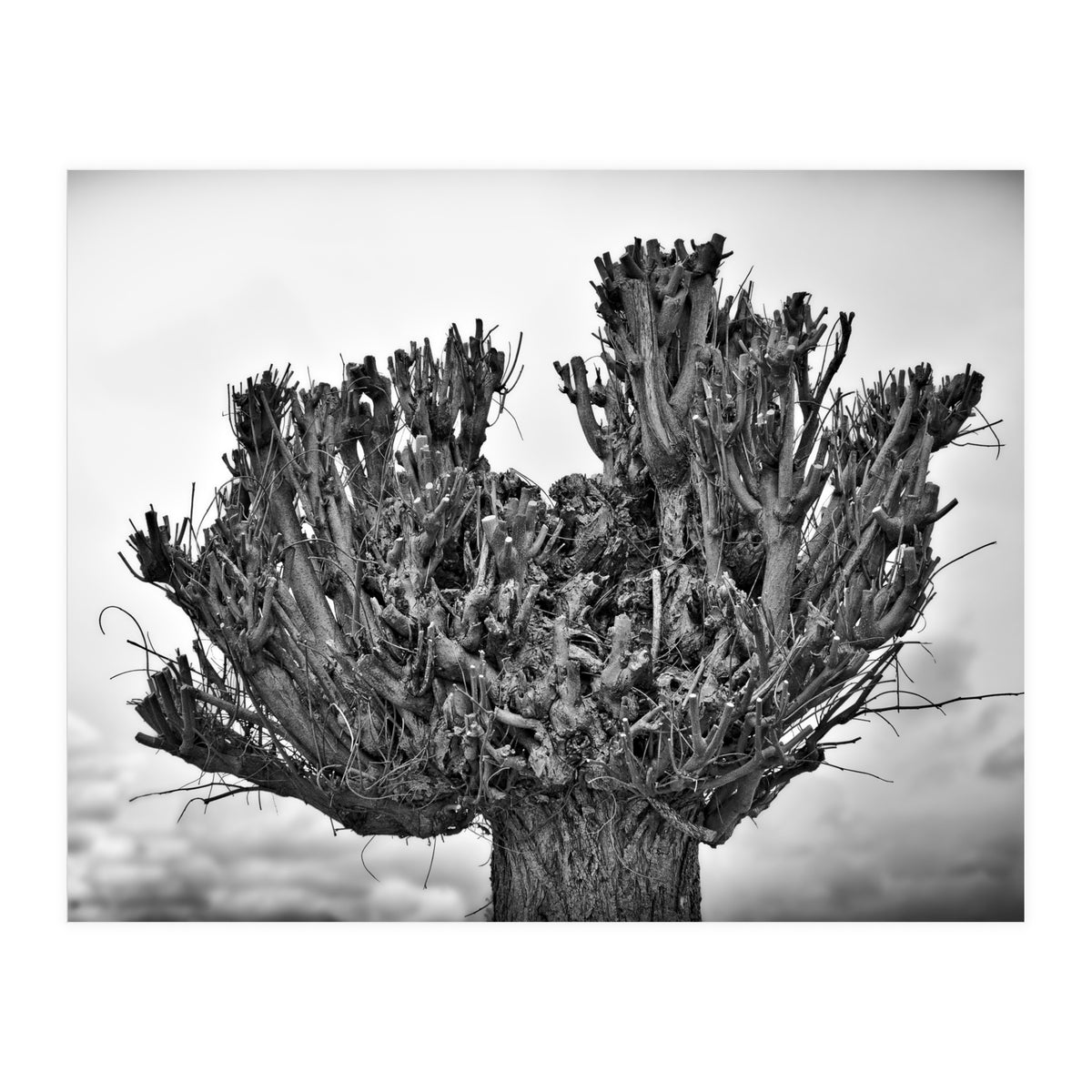 Cut down tree top (Print Only)