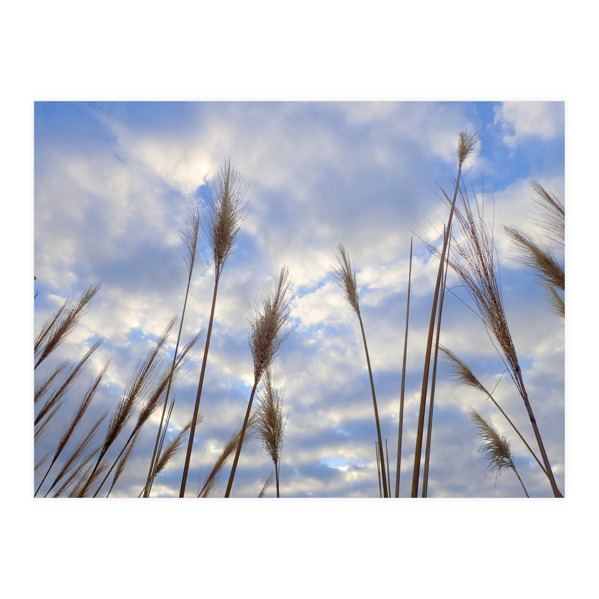 Autumn Grass (Print Only)